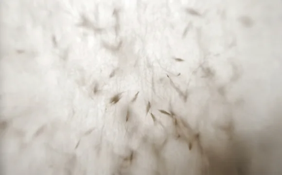 Webメディア